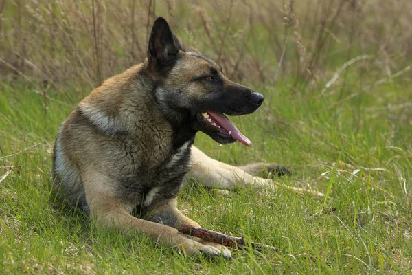 Duitse herder ligt op een gras — Stockfoto