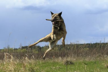Bir atlama bir sopa ile köpek