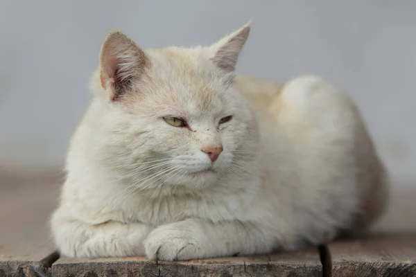 Relajación de gato rojizo claro — Foto de Stock