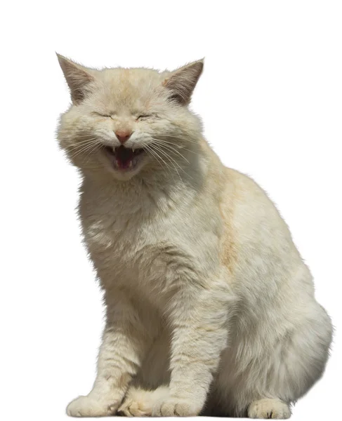 Ginger Cat Laughs terisolasi — Stok Foto
