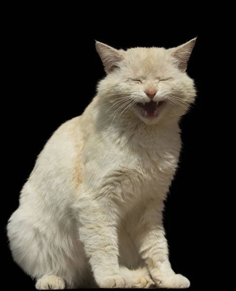 Γελάει Cat Τζίντζερ απομονωμένες — Φωτογραφία Αρχείου