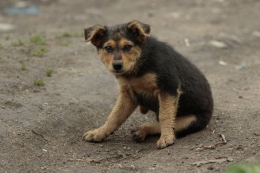 Tek siyah ve zencefil köpek yavrusu