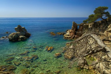 Kayalık deniz sahil kuru ağaç