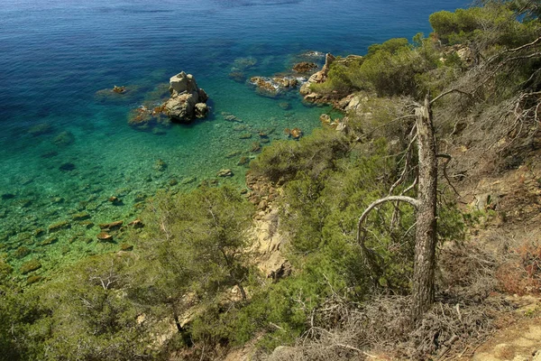 Sea And Pine Landscape in Spain — Stock Photo, Image