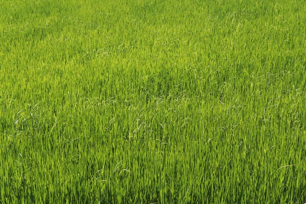 yeşil alan arka plan