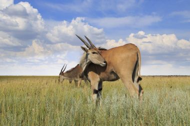 Wild Eland Antelopes clipart