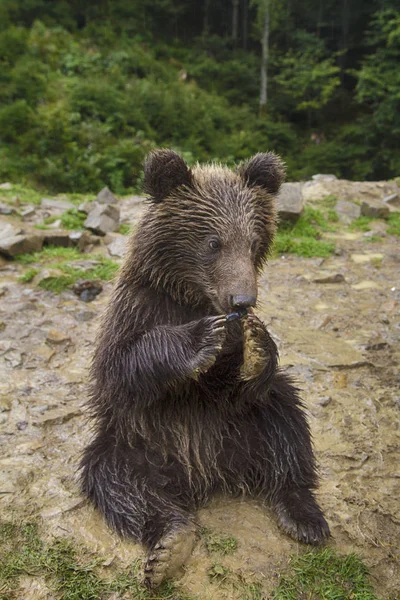 Смішний ведмідь їсть — стокове фото