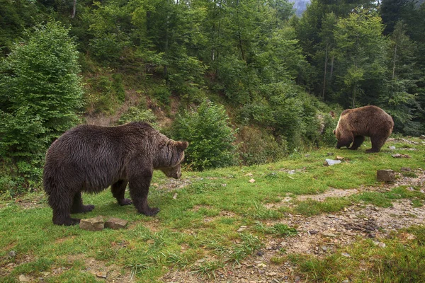 Deux ours bruns à la forêt — Photo