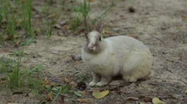 Küçük beyaz bebeği tavşan (1080 p, 25 fps yere oturup biraz ot ile beslenir)