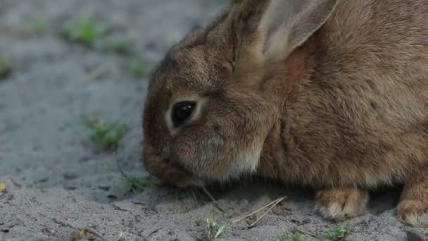 Коричневий Кролик Канали Закри 1080 Кадрів Секунду — стокове відео