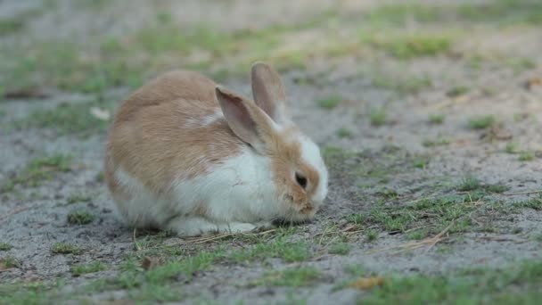 White Spotted Red Rabbit Eats Sitting Ground While Another One — Stock Video