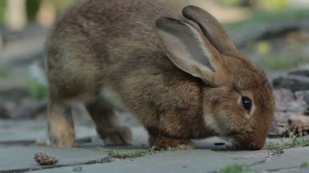 Büyük Kahverengi Tavşan Taş Yakın Çekim 1080P Fps — Stok video