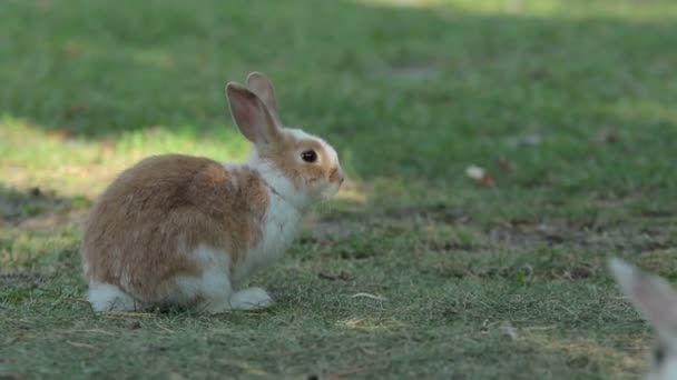 Vários Coelhos Diferentes Salta Sobre Prado Verde 1080P Fps — Vídeo de Stock