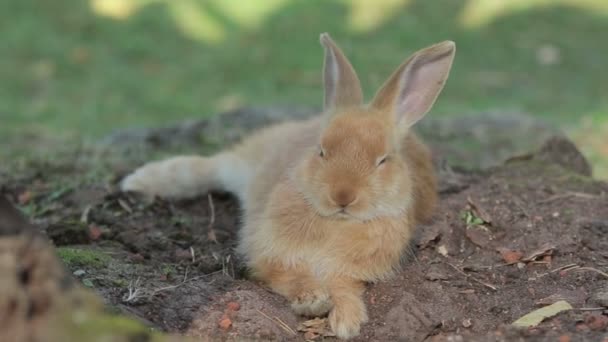 Big Single Ginger Rabbit Lies Ground Looks Very Proud His — Stock Video