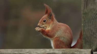 Tek Kızıl sincap oturur ve 's pençeleri ve ishal uzakta (720 p, 25 fps daha yiyor)