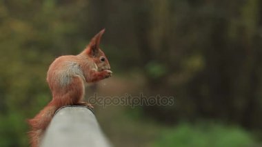Kızıl sincap bir Ahşap korkuluk üzerinde oturur ve onun paws (720 p, 25 fps yiyor)