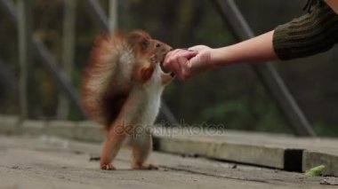 Cesur Kızıl sincap arka ayakları üzerinde duruyor ve ceviz almak--dan kadın eli ve ishal uzakta (1080 p, 25 fps daha)