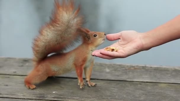Rotes Eichhörnchen Bekommt Eine Walnuss Aus Der Hand Einer Frau — Stockvideo