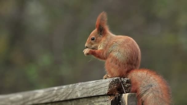Червона Білка Сидить Старих Дерев Яних Перилах Їжі Ніж Біжить — стокове відео