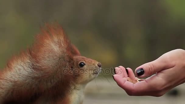Red Squirrel Close Sniffs Woman Hand Walnuts Takes One 720P — Stock Video