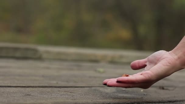 Woman Hand Walnuts Her Palm Lures Squirrel Single Red Squirrel — Stock Video