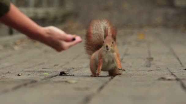 Ginger Squirrel Steals Woman Palm Sniff Nut Run Away 1080P — Stock Video