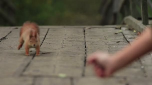 Esquilo Vermelho Gordo Corre Por Uma Ponte Madeira Para Mão — Vídeo de Stock