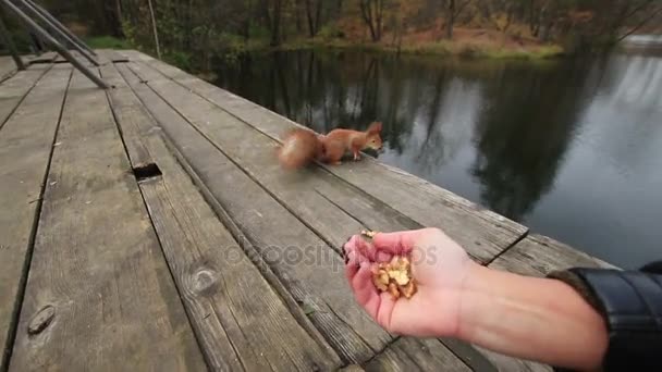 Woman Treats Wild Squirrel Full Palm Walnuts Old Wooden Bridge — Stock Video