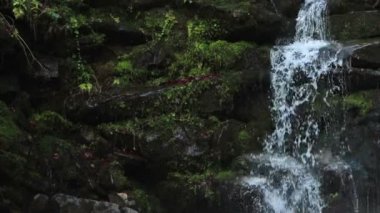 Yeşil taştan bir duvar yosun ve diğer yeşil bitkiler (1080p 25fps, ses ile küçük şelale)
