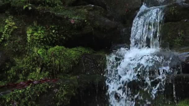 Крупним Планом Гірський Водоспад Зеленими Рослинами Каменях Чистою Водою Падає — стокове відео