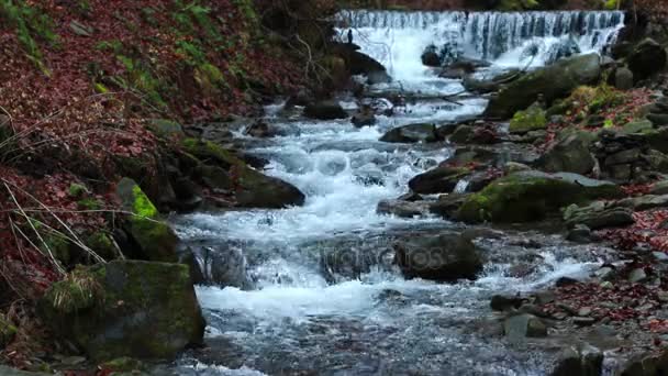 Ruisseau d'eau après la chute d'eau Whisper dans les Carpates ukrainiennes (1080p, 25fps, son )