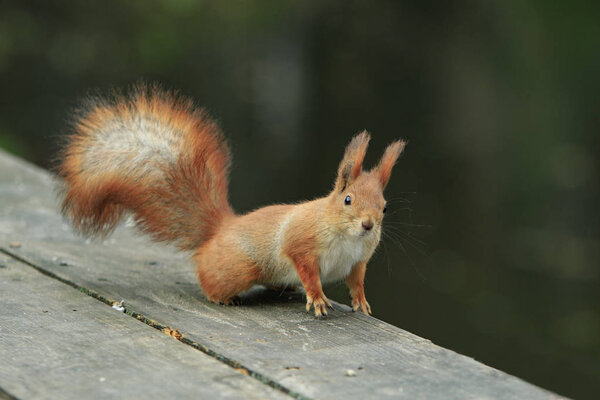 Funny Red Squirrel Stares