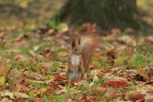 Rotes Eichhörnchen steht im gefallenen Laub — Stockfoto