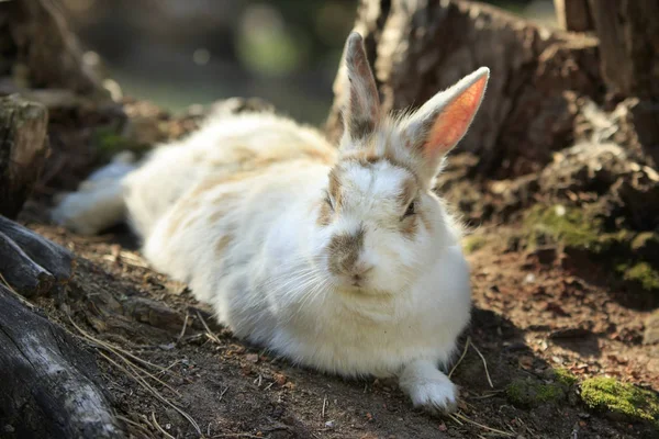 野生の白は切り株の間の地面にウサギに嘘を発見 — ストック写真
