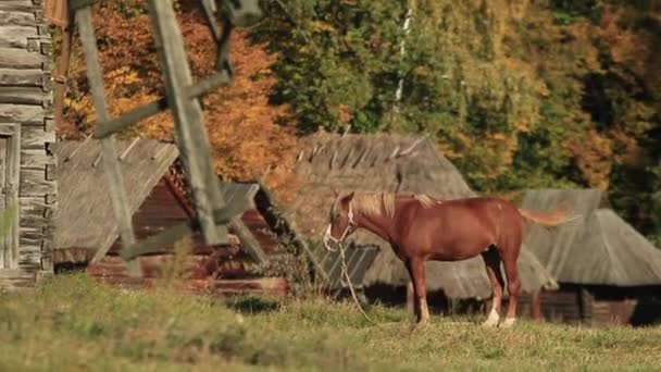 Jeden Hnědý Kůň Blond Hřívou Stojí Vodítku Poli Venkově Malebné — Stock video