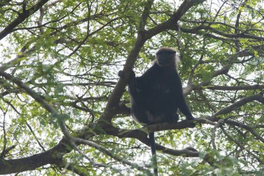 Mor Yüzlü Langur