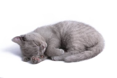 Küçük şirin İskoç kedi yavrusu. Beyaz arka planda yalnız uyuyor.