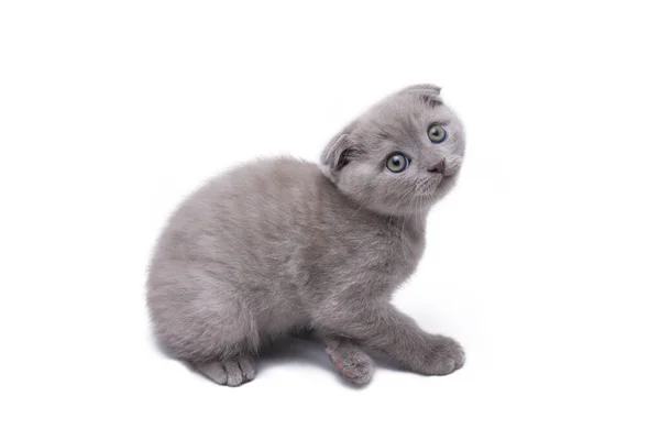 可爱的 胆小的苏格兰小猫咪 背景为白色 与外界隔绝 — 图库照片