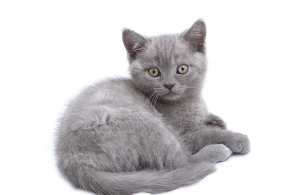 Zwei Monate Altes Schottisches Kätzchen Liegt Isoliert Auf Weißem Grund Stockfoto