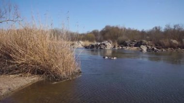 Sade sularla nehir manzarası, bir kıyıda kuru sazlıklar ve bir sudaki taşlar (4K, 25fps)