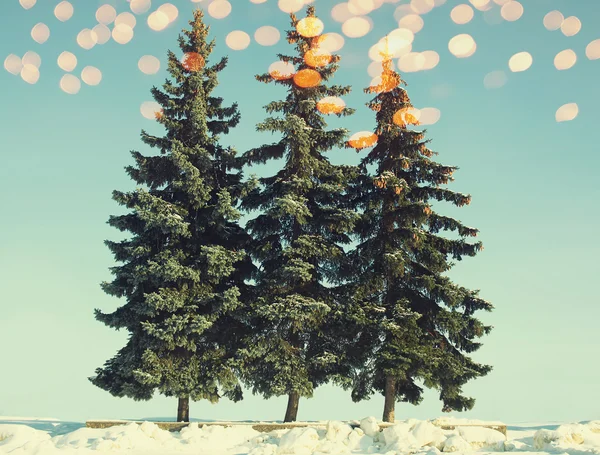 Julgranar med gyllene bokeh i vinterdag, vintage färger — Stockfoto