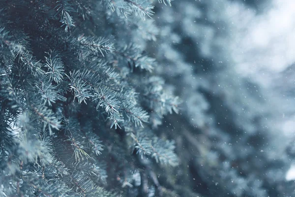 Snötyngda träd tall gren med snöflingor i skogen närbild, — Stockfoto