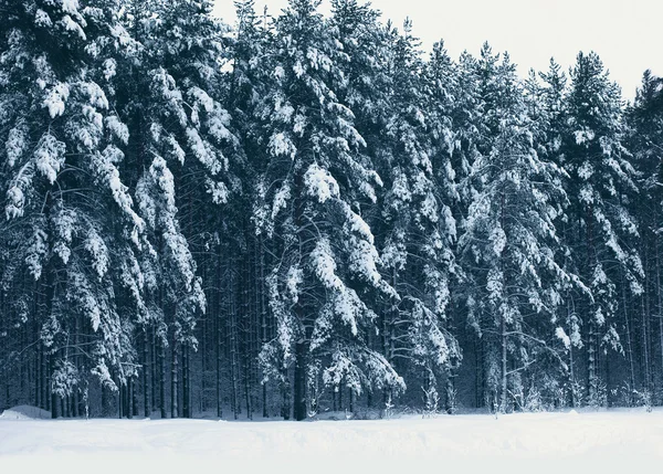 Hiver neige photo paysage forêt, pins couvert de neige — Photo