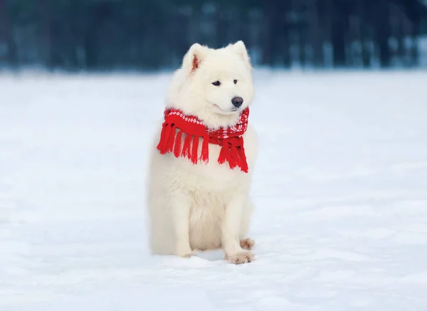 Bonito cão branco Samoyed vestindo um lenço vermelho sentado na neve — Fotografia de Stock