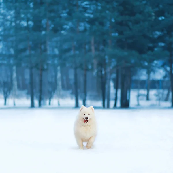 Joyful white Samoyed dog running on snow at winter day over empt — Stock Photo, Image