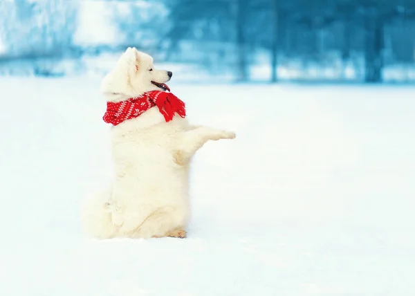 Vit samojed hund i röd halsduk står på bakbenen på snö i wi — Stockfoto