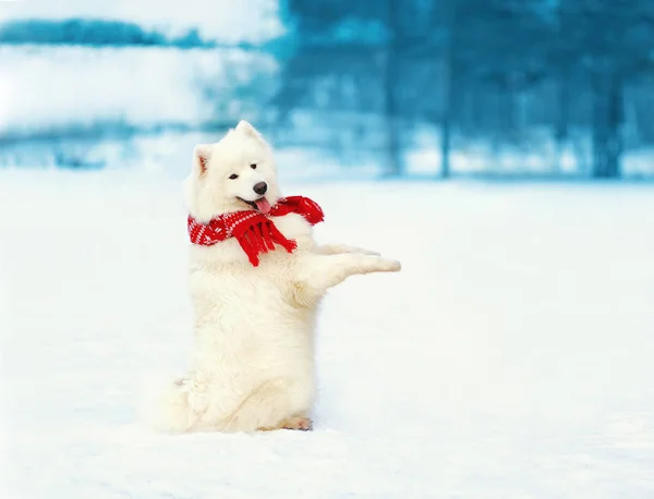 White Samoyed dog in red scarf stands on hind legs at snow in wi