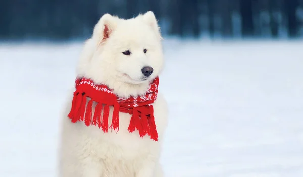 Retrato hermoso perro Samoyedo blanco con una bufanda roja sentado — Foto de Stock