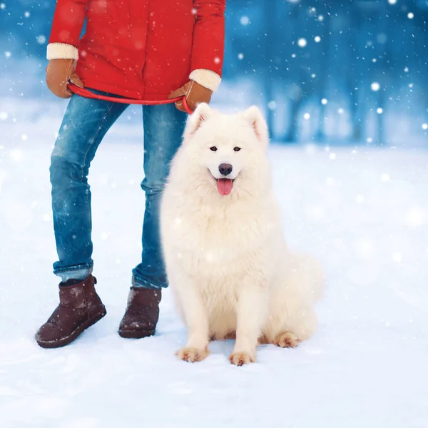 Christmas photo white Samoyed dog in winter day on leash with wo — Stock Photo, Image