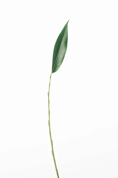 Planta verde ramo haste folha de salgueiro isolado em um backgrou branco — Fotografia de Stock